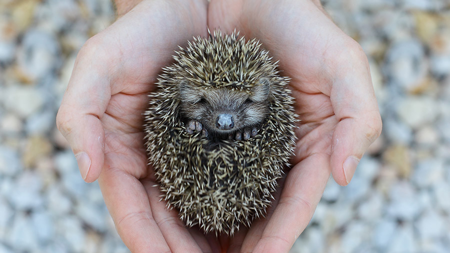Novo pet: conheça uma fofurinha chamada Hedgehog