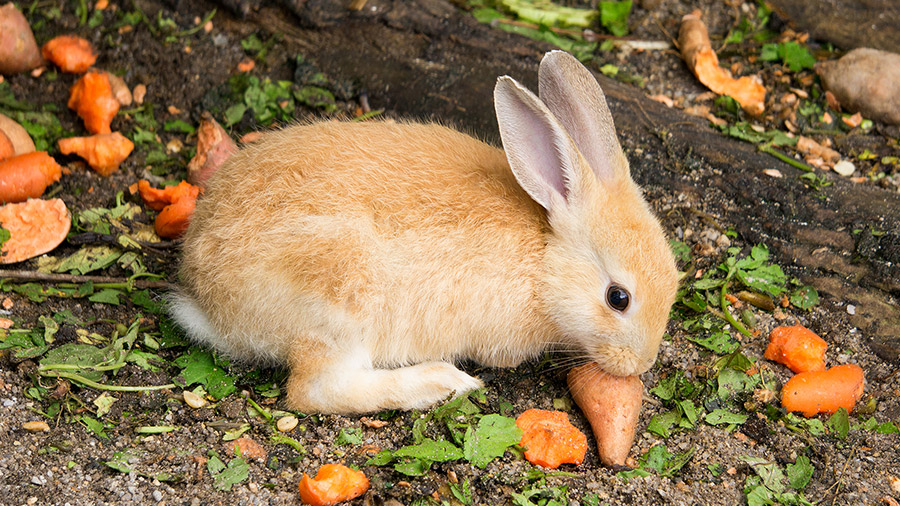 É verdade que os coelhos precisam comer cenoura?