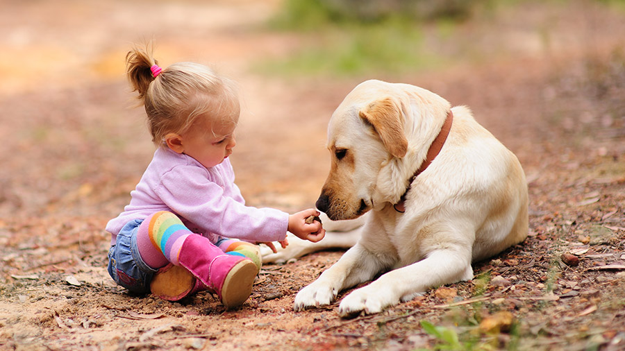 Segurança: como "apresentar" crianças e cães desconhecidos
