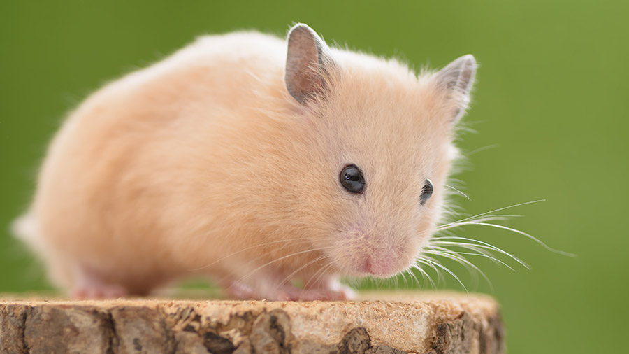 Guia do Hamster Sírio: conheça este pequeno roedor