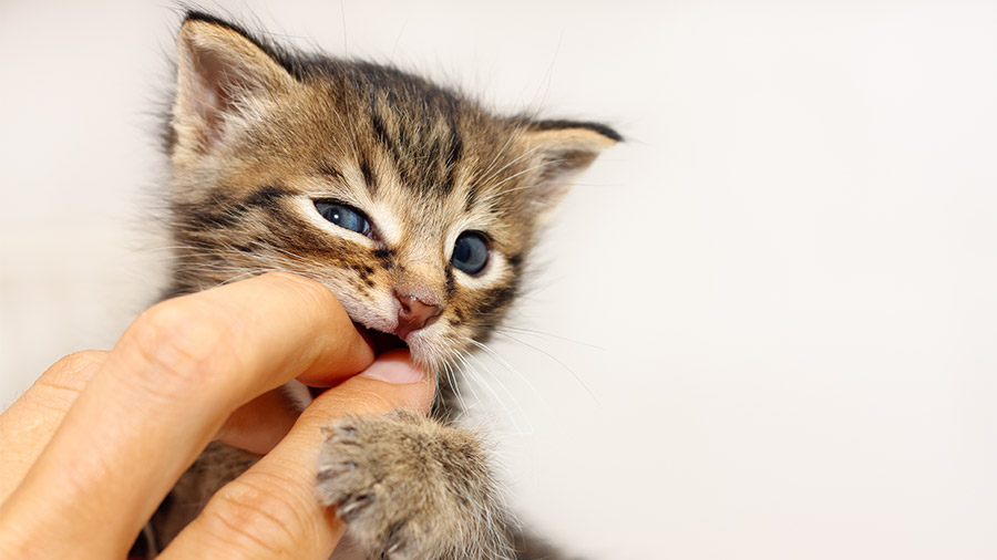 Gato endiabrado: como amenizar a agressividade do filhote
