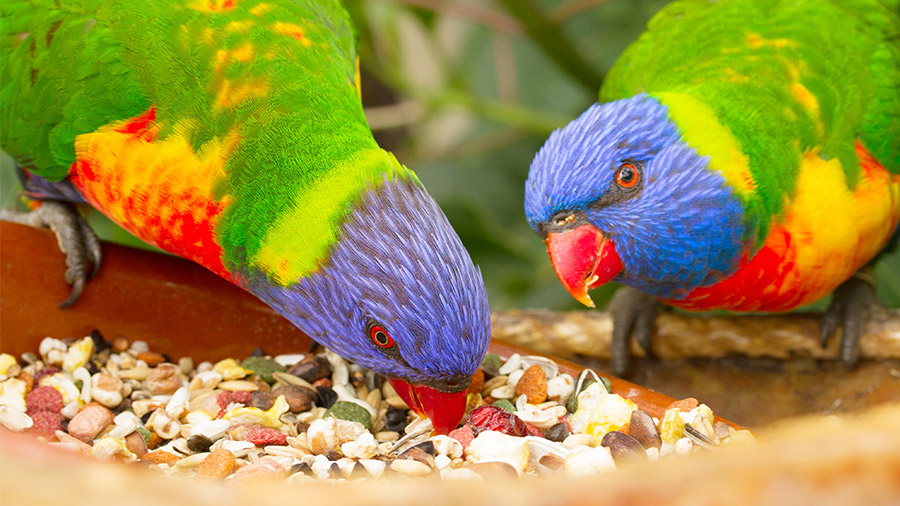 Alimentação das aves: o que seu penudinho deve comer?