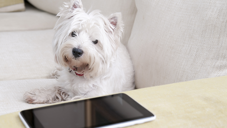 Tecnologia: aplicativos que facilitam a vida do tutor e do cão