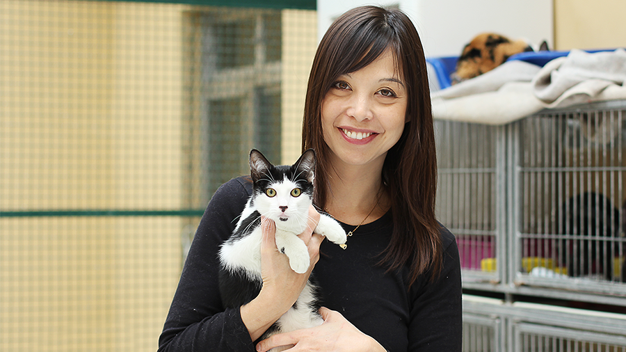 Vida de felino: conheça a ONG Adote Um Gatinho