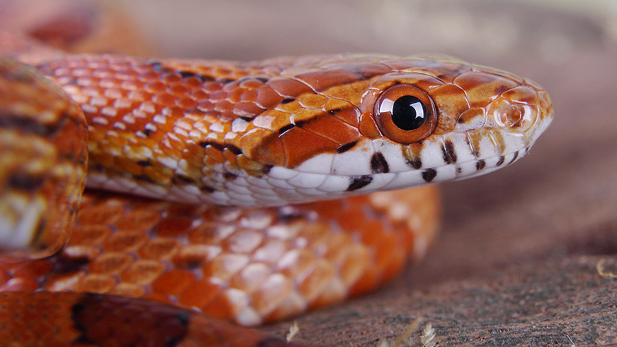 Conheça a Corn Snake e aprenda a cuidar desta linda serpente