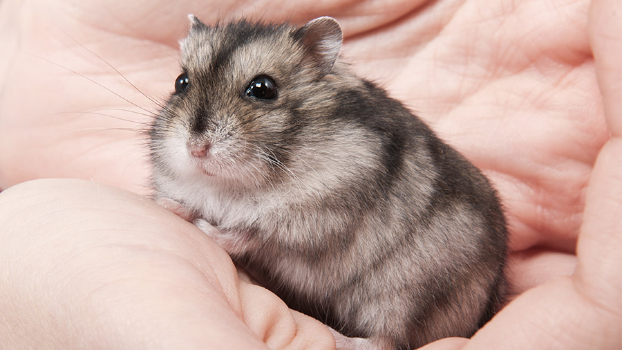 Hamster Anão Russo: um roedor fofíssimo em miniatura