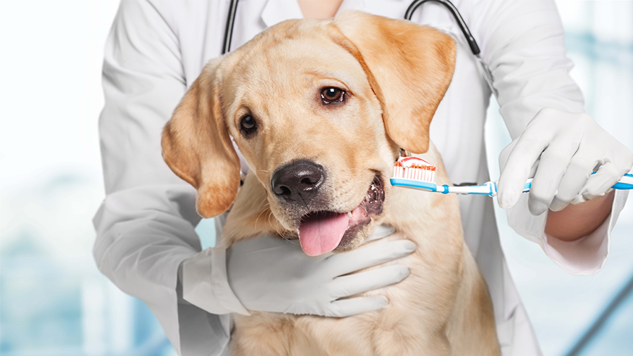 Sorriso em dia: meu cachorro deve ir ao dentista?