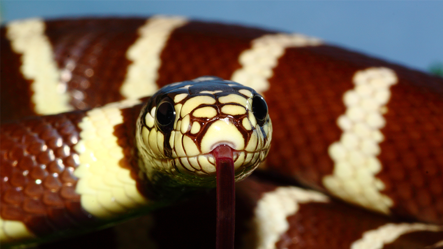 Mundo das serpentes: conheça a Cobra Real Californiana