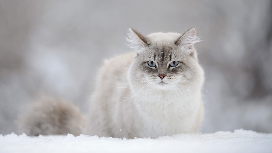 O gigante gato das neves: tudo sobre o Siberiano