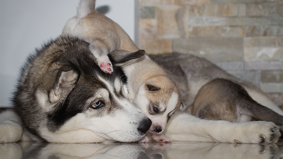 Imprinting em cães: o que é e qual sua importância