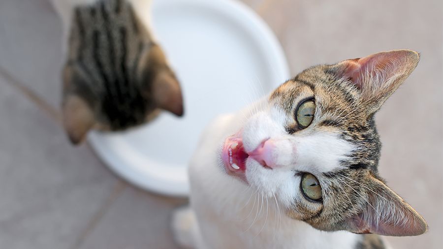 A pergunta que não quer calar: gato bebe leite?
