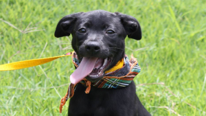 cachorro_para_adocao_sp