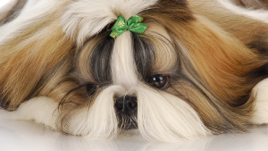 problemas renais em cães