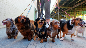 como_passear_com_cachorro