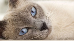 gato_siames_personalidade