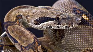 jiboia_cobra_estimacao