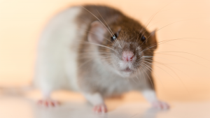 twister_mecol_ratazana