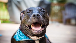 recanto_pitbulls_ong