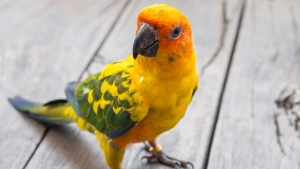 depressao_aves_domesticas