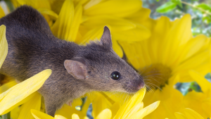 camundongo_pet_estimacao