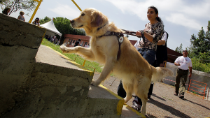 cão_guia_com_deficiente_visual