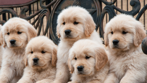 filhotes de golden retriever