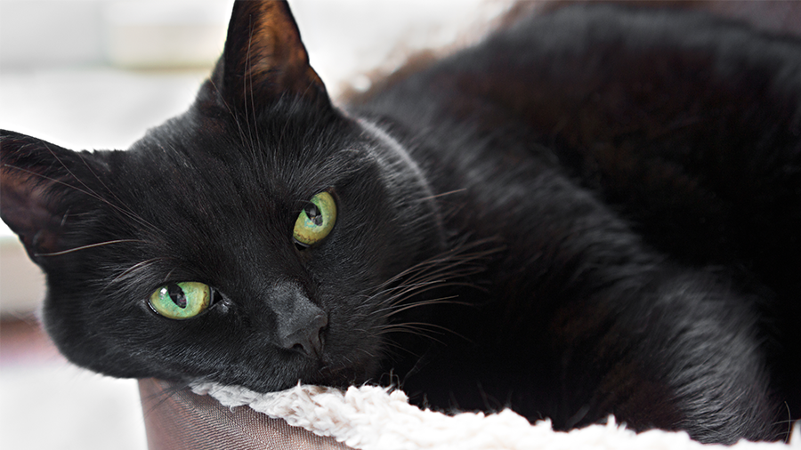 Fratura pélvica em gatos: diagnóstico e tratamento