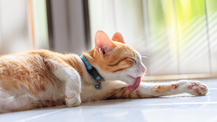 Por que os gatos vomitam tanto?