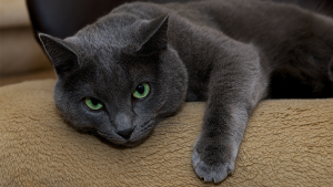 gato_russian_blue