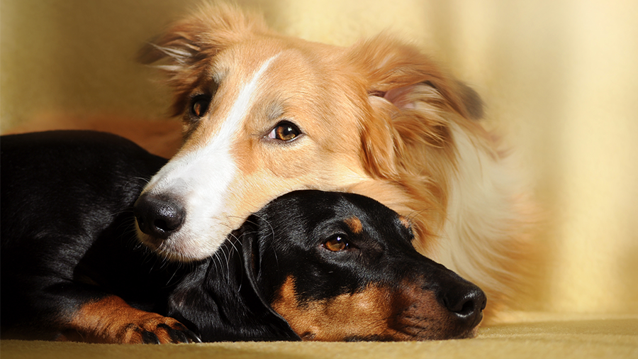 Relações caninas: cães podem ser amigos de outros cães?