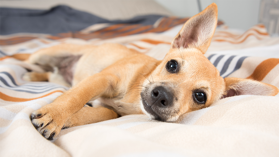 Deixar ou não deixar o cão dormir na sua cama?