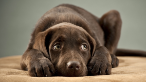cachorro_medo_barulho