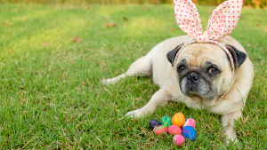 cachorro_chocolate_intoxicacao