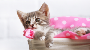 gato_consulta_veterinario