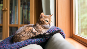 sinais_comportamento_gatos