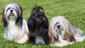 personalidade_lhasa_apso