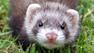 ferret_furao_viveiro