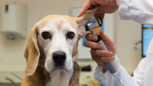 beagle_dog_vet