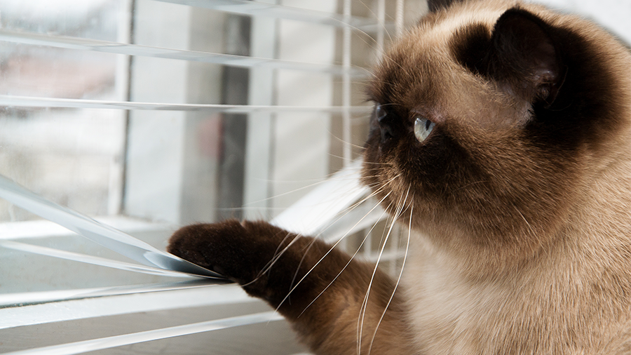 gato siames janela