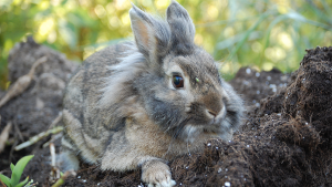 coelho lionhead