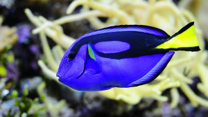 peixe palette dory