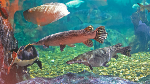 peixes_grandes_aquario