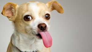 cachorro lambeijo lambida