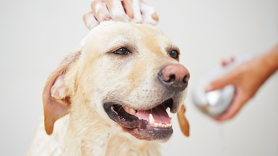 Guia para um banho sem estresse no seu cachorro