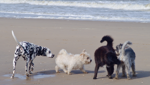 cachorros cheirando varias raças