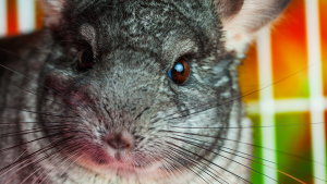 Chinchila roedor