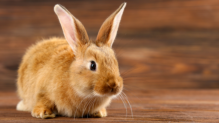 Guia do coelho saudável: conheça os principais cuidados com o seu orelhudo