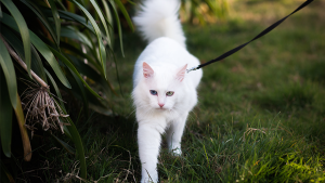 gato passeando grande