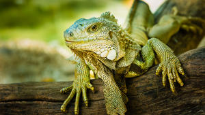 iguana réptil