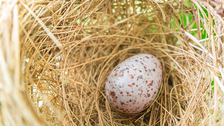 Por que algumas aves comem seus ovos?